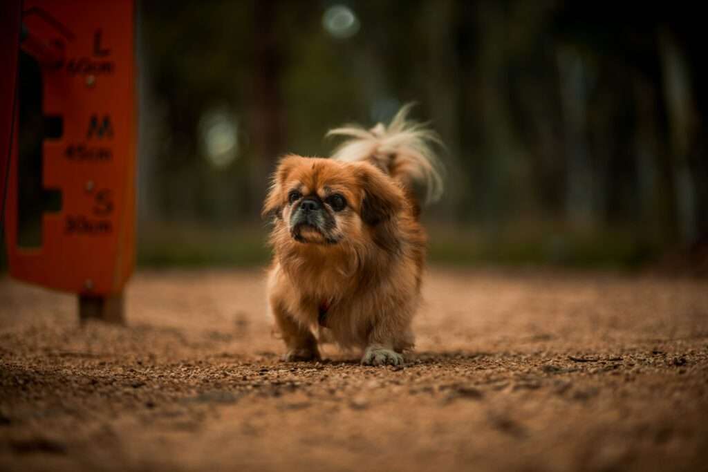 gutepfote Pekingese GutePfote