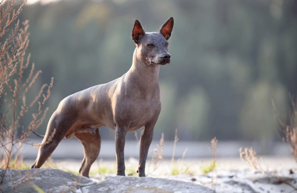 gutepfote Xoloitzcuintli GutePfote